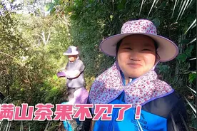 丈母娘上山采茶果的趣事，满山茶果不翼而飞，原因让人哭笑不得视频封面
