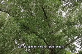 农村现在杨树有多少？每年5月份杨絮毛到处随风飘荡