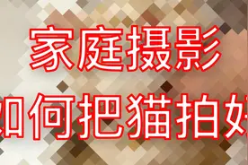 家庭摄影，如何把猫拍好！视频封面