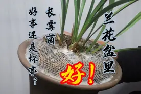 兰花盆里为什么会长霉菌？长了千万别消杀掉！如何处理？来看看