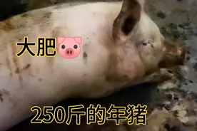 快过年了，年猪真的好肥，250斤左右，7....8个人才搞得定。视频封面