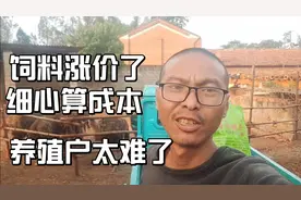 饲料涨价了，仔细算一下鸵鸟的饲料成本，发现养家禽的太难了视频封面