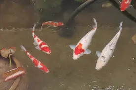 锦鲤身上充血，不知道该怎么办，小伙很担心