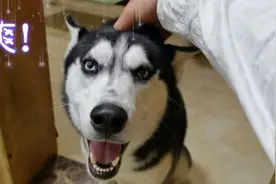 主人给哈士奇做头部按摩，二哈爽得直撒尿！视频封面