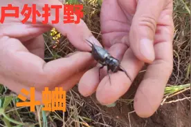 飞行今天带大家户外打野，教大家怎么抓蟋蟀，你学会了吗？视频封面