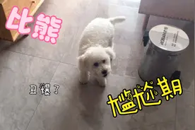 我家果冻五个月大了，现在是比熊的尴尬期，一生中最丑的阶段