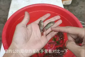 这期主要讲下野生斗鱼公母如何分辨跟为什么我的野生斗鱼抓不完