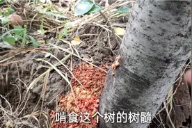 无花果天牛危害大，有啥防治的好方法？学会这几招，天牛远离它。