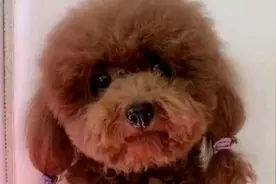 教泰迪喊爸爸，但是它一直喊妈妈，真的太乖了，谢谢狗狗这么听话