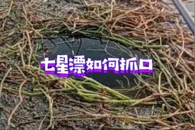 野钓 七星漂如何看漂抓鱼吃口 高清看漂超级舒服视频封面