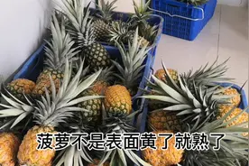 菠萝吃了那么久不知怎么挑，看摸闻查4招判别菠萝成熟，简单实用视频封面