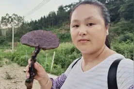 食物中毒就用菌王灵芝来煲水喝，灵芝大作用视频封面