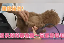 狗狗天天穿衣服导致打结严重，只好剃掉了，穿衣服一定要多梳毛