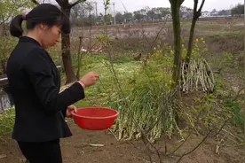 俗名“七里头茶叶”降血压，降血脂，你们那边叫什么名字？