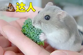 给仓鼠打扫笼子,发现藏了满满一窝屎,主人直呼受不了