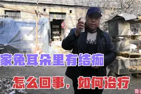 家兔耳朵里面长满了结痂是怎么回事？如何处理才能够好得快