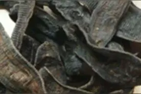 中药材水蛭！！！！