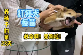 养柴犬橘子的第23天：小伙网购狂犬疫苗给狗狗打，狗子吓出猪叫视频封面
