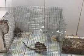 一塑料瓶就能让老鼠有进无出，这什么原理，就服老外抓老鼠的思维视频封面