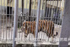 我今天带家人一起去武汉动物园，看到凶猛的老虎好吓人视频封面