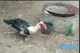 养的公鸭发情了，每天追着小主人不肯离开，没有伴侣感觉很孤单！