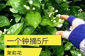 广西横县茉莉花之乡，青青一个钟能摘5斤，那是要其备一些条件的视频封面