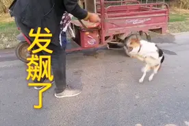 脾气暴躁的小土狗，一蹦大高。遇见狗贩子又如何呢？