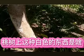 桃树上一层白色的东西是啥，一定要及时防治，不然这棵树死定了视频封面