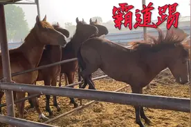 公马为了抢到母马做女友，这一通乱踢吓得众马都跑了，太霸道了视频封面