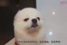 盘点最爱干净并且省心的宠物狗，第一名居然是博美