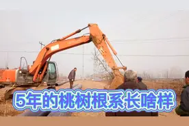 梅姐说:长了5年的桃树挖了，看明白了，原来根系与枝干有密切联系视频封面