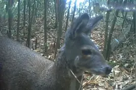 首次出镜！野生雄性林麝现身重庆金佛山国家级自然保护区视频封面