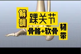 【踝关节解剖】骨骼+软骨+韧带视频封面