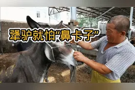对付犟驴不老实怎么办？上“鼻卡子”一招灵！