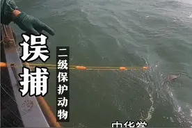 渔小华误捕捞到中华鲎，海洋二级保护动物，如有捕捞到，请放生。