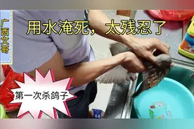 文哥杀鸽子不放血，用一盆水淹死营养价值高，配上枸杞红枣大补。视频封面