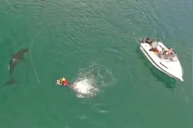 海面上，鲸鱼在与人类愉快的玩耍，鲸鱼就这么喜欢人类吗？