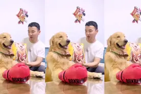 金毛喊主人吃饭，主人想吃三菜一汤，金毛做了完美版的三菜一汤。视频封面