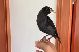 八哥鸟学说话的技巧和方法原来这么简单，现在终于学会了视频封面