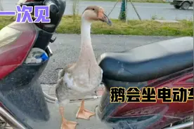主人开电动车载宠物鹅去玩，第一次看见鹅像小孩一样站在电动车上