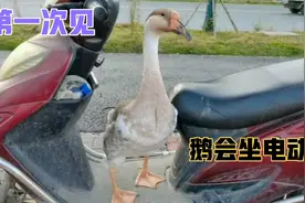主人开电动车载宠物鹅去玩，第一次看见鹅像小孩一样站在电动车上视频封面