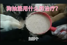 小伙养狗几年了，狗抽筋平时我用什么药来治疗？跟你们分享一下。视频封面
