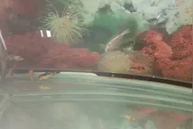 买的锦鲤出现断尾了，我用了几片土霉素管不管用？用什么方法治疗视频封面