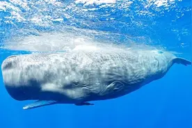 “鲸”呆了！南海首次发现抹香鲸等深潜鲸类