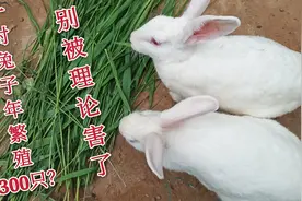 兔子繁殖特别快，听说一对一年可繁殖1300只，听养兔小伙怎么说视频封面