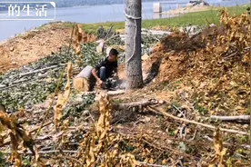 山东济宁杨树800元一方，12棵杨树卖了多少钱？卖亏了吗？