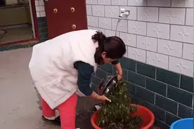 河南小玲子挖的挤挤菜吃不完，用开水烫一下，能保鲜一年视频封面