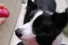 边牧一口气吃了10个萝卜，好吃到停不下来，吃上瘾了可怎么办呀！