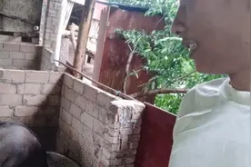 怀孕两个月的母猪,是什么让它变得这么肥？视频封面