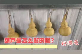 远嫁广西的妹子，用新鲜的葫芦瓜，做成葫芦，看看是怎么做的？